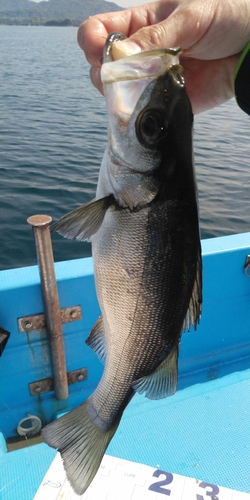 セイゴ（ヒラスズキ）の釣果