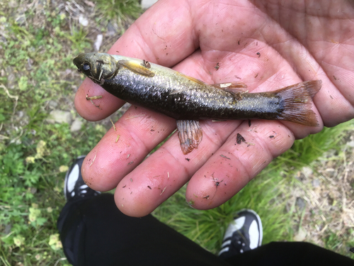 アブラハヤの釣果