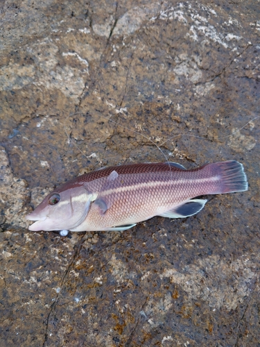 コブダイの釣果