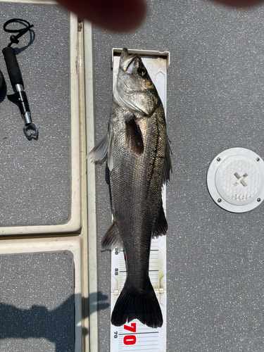 スズキの釣果