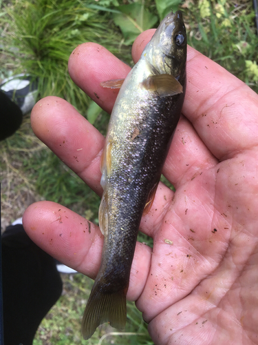 アブラハヤの釣果