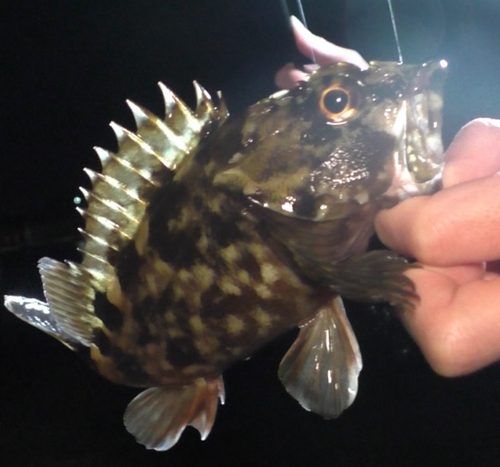 カサゴの釣果