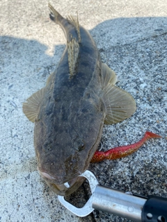 マゴチの釣果