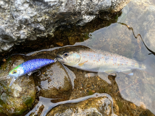 アマゴの釣果