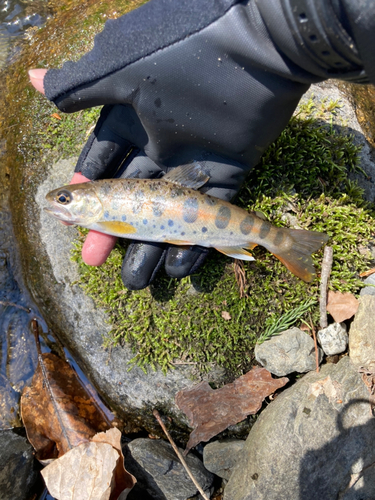 ヤマメの釣果