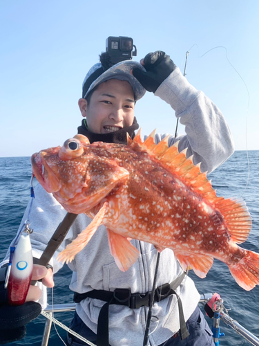 ウッカリカサゴの釣果