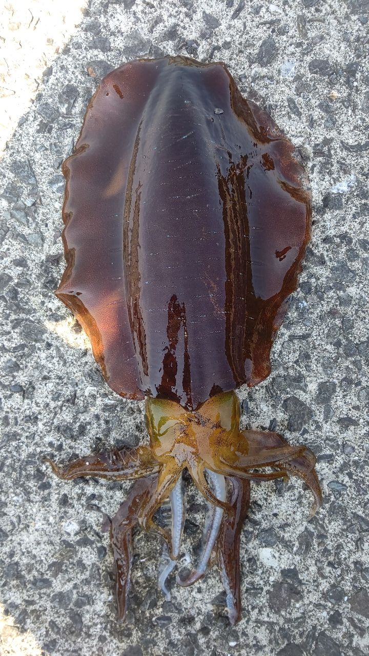 アオリイカ