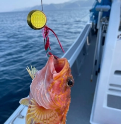 ウッカリカサゴの釣果