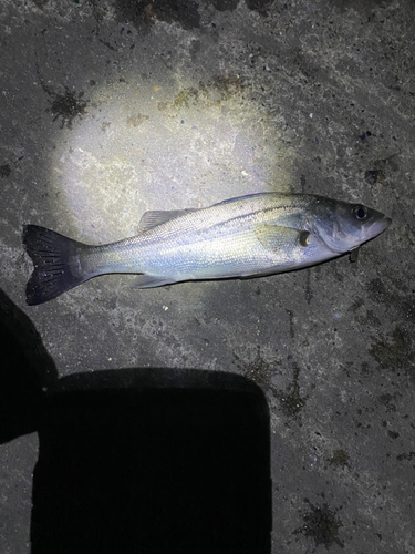 フッコ（マルスズキ）の釣果