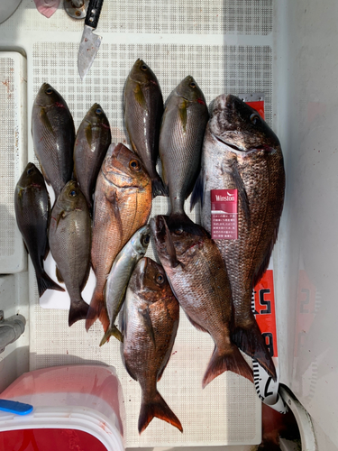 マダイの釣果