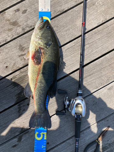 ブラックバスの釣果