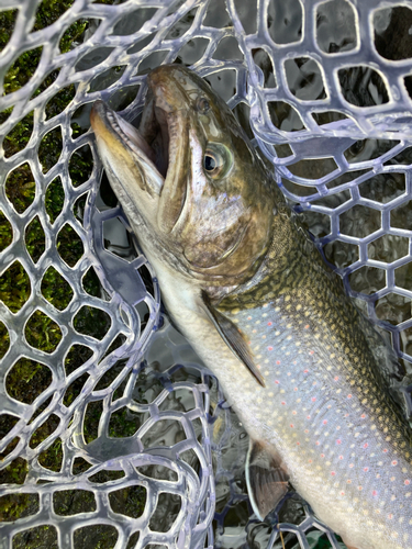 トラウトの釣果