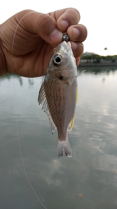 ホシミゾイサキの釣果