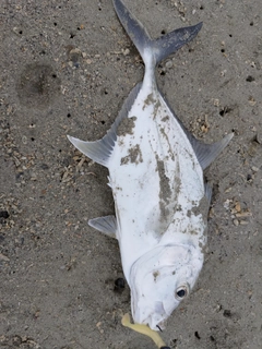 ロウニンアジの釣果