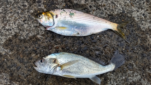 コノシロの釣果