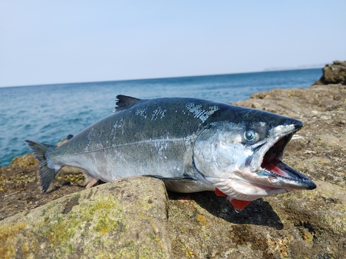 サクラマスの釣果