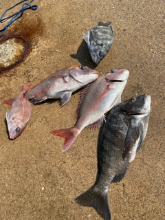 タイの釣果