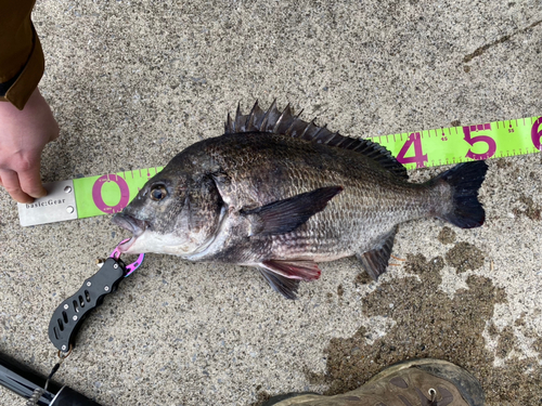 チヌの釣果