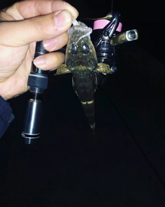 コチの釣果