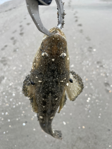 マゴチの釣果