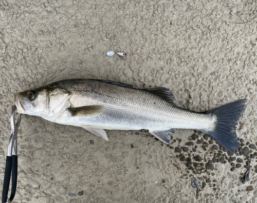 セイゴ（マルスズキ）の釣果