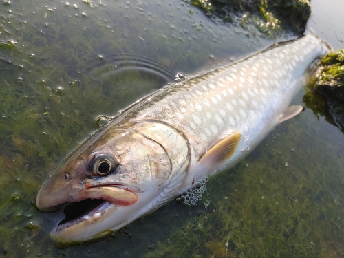 アメマスの釣果