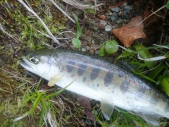 アマゴの釣果