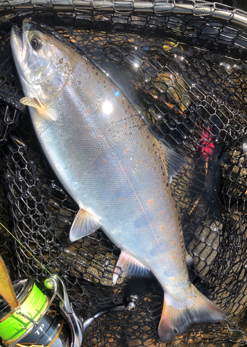 アマゴの釣果