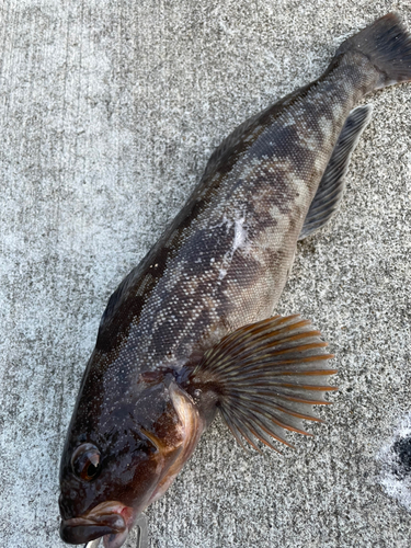 アイナメの釣果