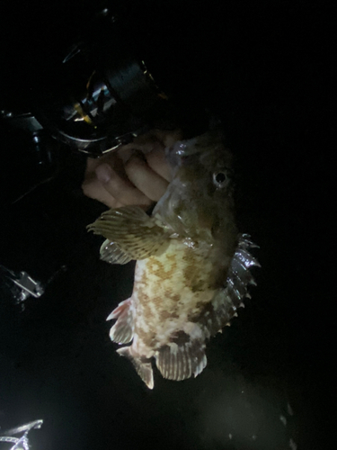 ガシラの釣果