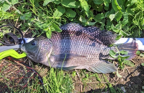 ナイルティラピアの釣果