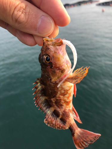 ガシラの釣果