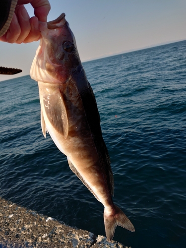 ホッケの釣果