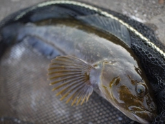 アイナメの釣果