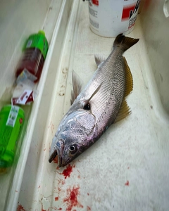 オオニベの釣果