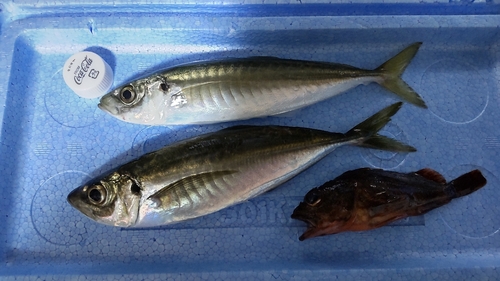 アジの釣果