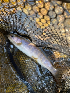 イワナの釣果