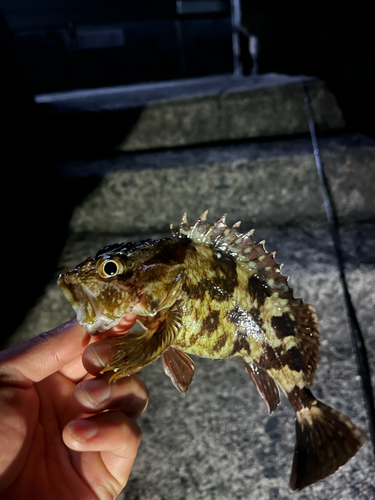 アラカブの釣果