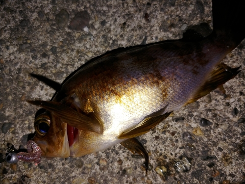 メバルの釣果