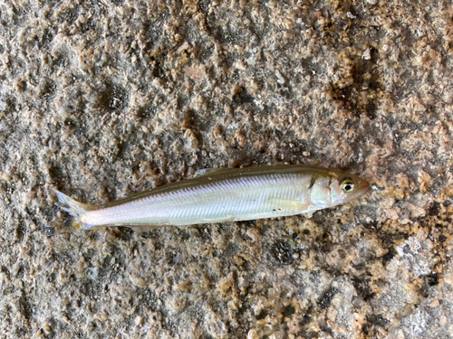 アユの釣果