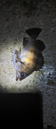 シロメバルの釣果