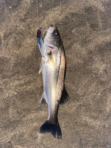 フッコ（マルスズキ）の釣果