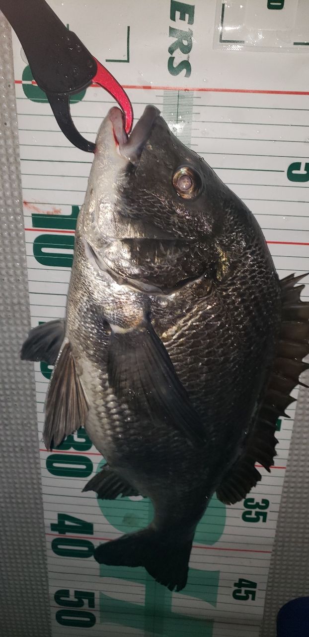 ケアンさんの釣果 2枚目の画像