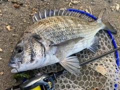 ミナミクロダイの釣果