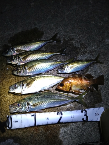 アジの釣果