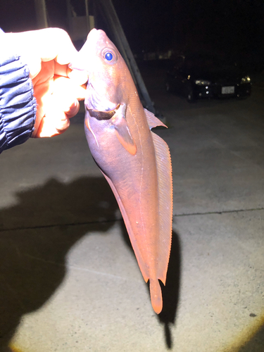 ドンコの釣果