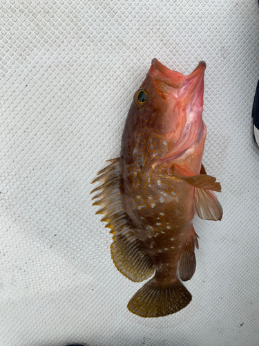 アコウの釣果