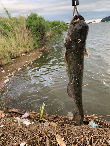 ナマズの釣果