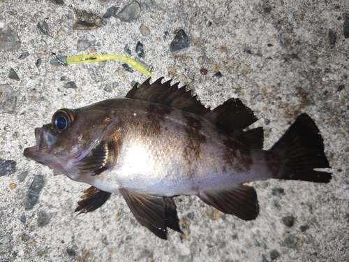 メバルの釣果