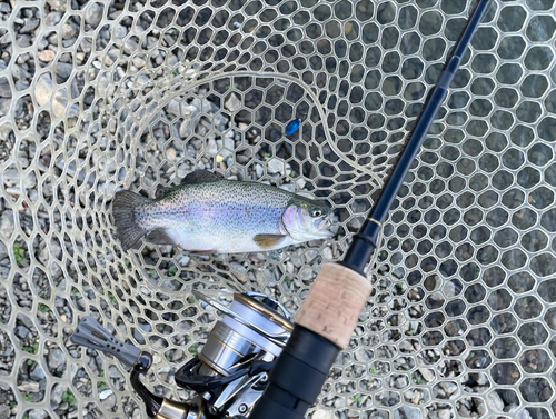 ニジマスの釣果